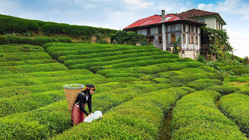 DOĞU KARADENİZ TURLARI